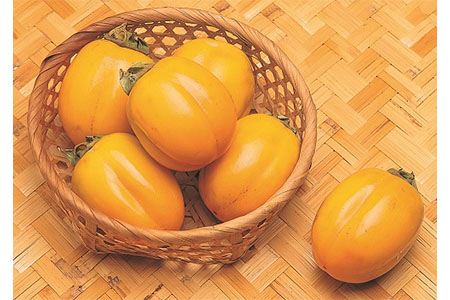 【先行予約】山陰浜田の特産果樹「特選西条柿」（あわせ柿）5kg 産地直送 ギフト 贈答 新鮮 フルーツ 果物 旬 秋の味覚 期間限定 数量限定 デザートくだもの【010_1938】