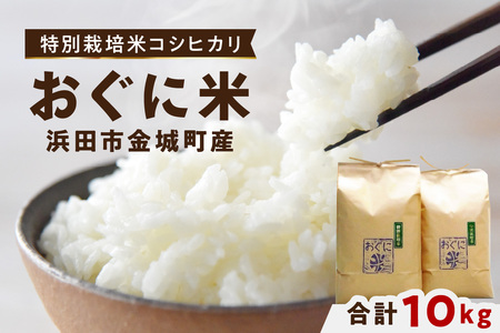 【令和7年産】浜田市金城町産の美味しいコシヒカリ100％【おぐに米】10kg 10キロ 米 おこめ コシヒカリ 白米 精米 特産品 ごはん お取り寄せ 小分け 【071_2070】