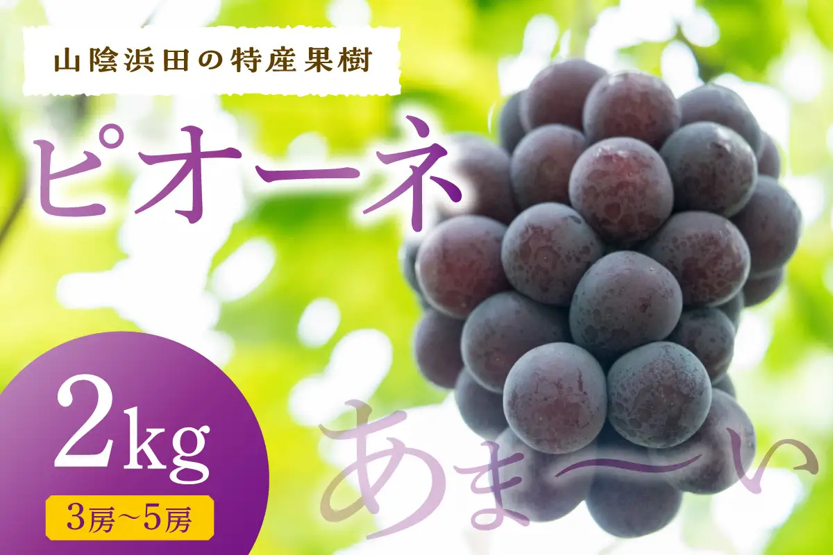 【先行予約】【2026年産】山陰浜田の特産果樹ピオーネ（2kg）＜8月下旬から発送開始予定＞ ふるさと納税 ぶどう ふるさと納税 ピオーネ ブドウ 葡萄 フルーツ くだもの 果物 【010_1945】