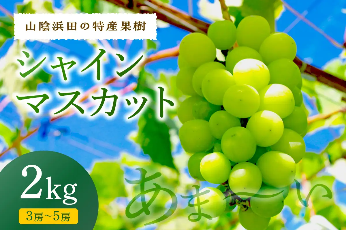 【先行予約】【2026年産】山陰浜田の特産果樹「シャインマスカット」2kg ＜8月下旬より発送＞ 【010_1946】