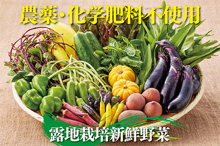 佐賀産季節の旬野菜15種類（農薬・化学肥料不使用）露地栽培野菜 セット スローLIFEスローWORK大和：B150-008