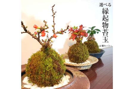 天然苔専門店 弥栄苔 選べる縁起物苔玉（2個セット）【155_1316】