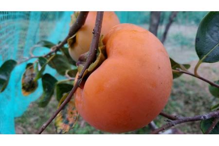 山陰浜田の美しくすっきりした味の甘柿「早秋」1箱（9～15個、約3kg）＜10月中旬以降発送＞【113_2061】