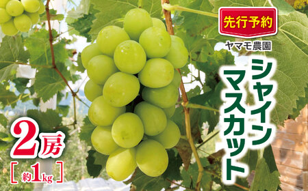 【2026年先行予約】 シャインマスカット2房 約1kg | ヤマモ農園 果物 ぶどう 葡萄 フルーツ デザート 食後 おやつ 低農薬 果汁 皮ごと 日本産 国産 産地直送 長野県 松川村 信州