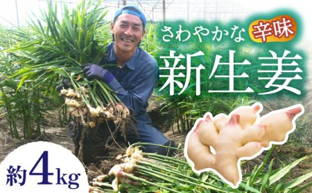 【2026年8月?発送】新生姜 約4kg / ショウガ しょうが 生姜 / 南島原市 / ふくはちファーム/福島農園 [SBS018]