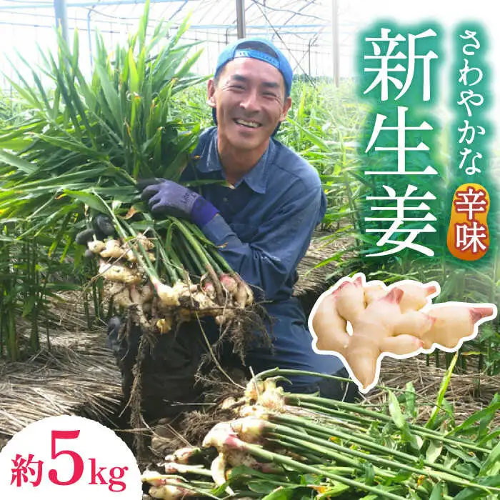 【2026年8月?発送】新生姜 約5kg / ショウガ しょうが 生姜 / 南島原市 / ふくはちファーム / 福島農園 [SBS019]