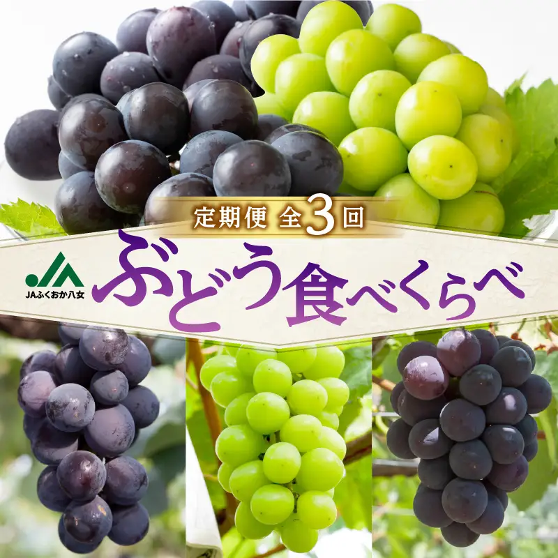 【先行受付】福岡ぶどう定期便【全3回】【JAふくおか】ぶどう食べ比べ便 各1.4kg（種なし巨峰、ピオーネ、シャインマスカット） 002-T002