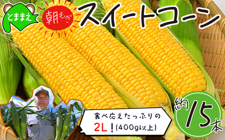 【令和8年産先行受付】北海道とままえ産スイートコーン　約15本（先行予約　北海道産　とうもろこし　とうきび　朝どれ　朝もぎ　旬　新鮮　送料無料　冷蔵）