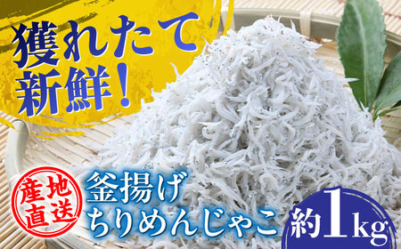 【産地直送】新鮮 釜揚げ ちりめんじゃこ 約1kg 【土居海産】 [ATBT001] しらす