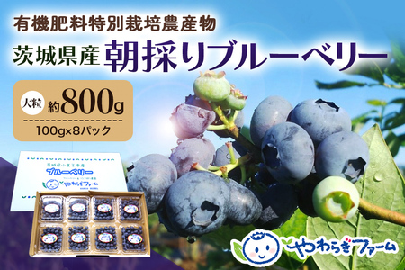 【数量限定】朝採り生ブルーベリー 800g（100g×8） 9-H 【6月中旬～7月以降発送予定】