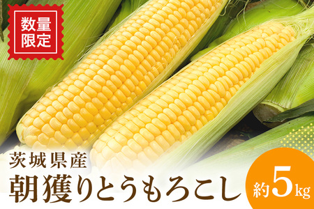 【数量限定 / 夏季限定】 朝穫りとうもろこし 約5kg トウモロコシ 朝どれ 朝採れ 朝採り 17-N 【7月上旬～8月中旬発送予定】