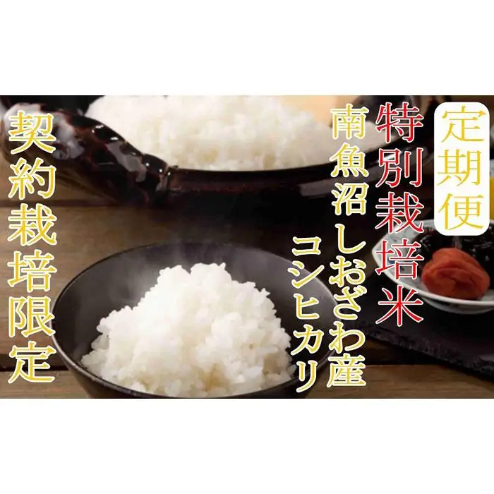 【令和7年産】※定期便：5Kg×3ヶ月※特別栽培 生産者限定  南魚沼しおざわ産コシヒカリ【定期便 銘柄米 ブランド米 精米 こしひかり コシヒカリ 魚沼産 新潟米 産地直送 お米 米 こめ コメ ご飯 御飯 ごはん】