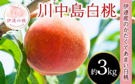 【2026年出荷分先行予約】福島県産 川中島白桃 約3㎏ (9～12玉) 斎藤 常昭 新鮮もも直送 白桃 大玉 伊達の桃 桃 フルーツ 果物 もも モモ momo F20C-606