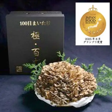 100日まいたけ　極百式　2キロ以上の1株づくり【配送不可地域：離島・沖縄県】【1267419】