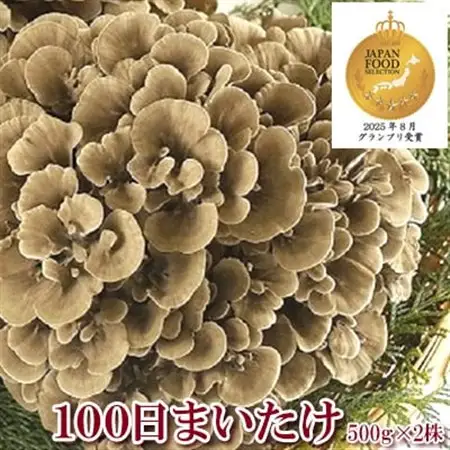 100日まいたけ 500g×2株【配送不可地域：離島・沖縄県】【1267432】