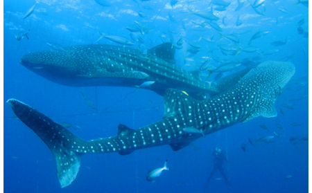 「みんなで育てるジンベエザメ」育成寄付＜ジンベエザメグラスボート乗船券2枚付き＞