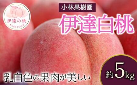 【2026年出荷分先行予約】福島県産 伊達白桃 約5kg (14～20玉) 小林果樹園 伊達の桃 桃 フルーツ 果物 もも モモ momo F20C-593