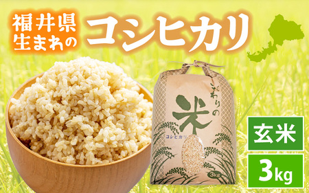  令和7年産 コシヒカリ 3kg 福井県産【玄米】【お米 こしひかり 3キロ 人気品種】 [e30-a094]