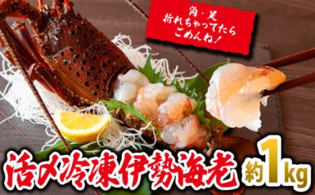 伊勢海老 活〆冷凍伊勢海老 伊勢海老汁 伊勢エビ いせえび エビ えび 海老 刺身 豪華お造り 活〆冷凍 イセエビ 約1kg（2～5尾） MG-06
