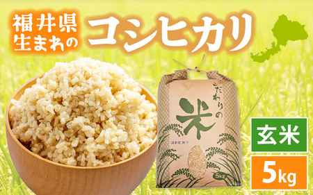 令和7年産 コシヒカリ 5kg 福井県産【玄米】【 人気品種】 [e30-a096]
