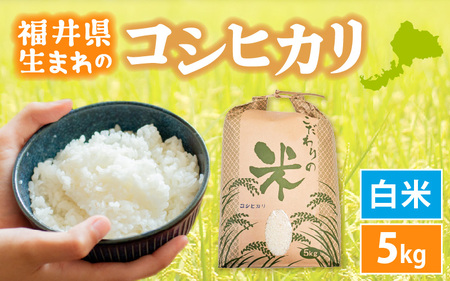  令和7年産 コシヒカリ 5kg 福井県産【白米】【 人気品種】 [e30-a097]