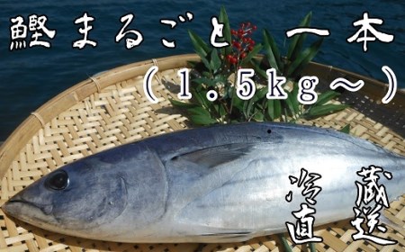 本場高知のカツオ まるごと１本（1.5kg～）※着日指定不可※鮮魚 鰹のたたき 刺身 お造り 煮魚 直送便【R00832】