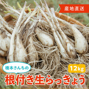 橋本さんちの根付き生らっきょう 12kg