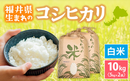  令和7年産 コシヒカリ 10kg 福井県産【白米】【人気品種】 [e30-c014]