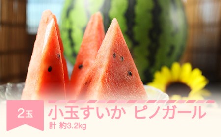 【先行予約】すいか ピノガール 小玉 2玉入り 計 約3.2kg 令和8年産 2026年産 果物 フルーツ mm-supgx2 ※沖縄・離島への配送不可