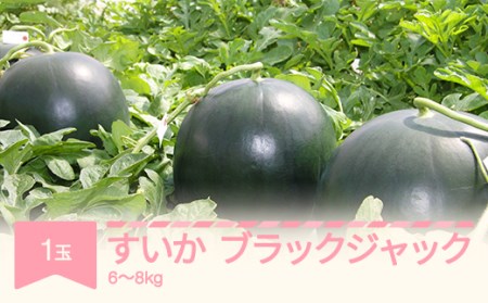 【先行予約】すいか ブラックジャック 1玉入り (6~8kg) 令和8年産 2026年産 果物 フルーツ mm-subjx1 ※沖縄・離島への配送不可
