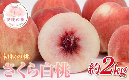【2026年出荷分先行予約】福島県産 さくら白桃 約2kg (5～8玉) 斎藤果樹園 大玉 固め 白桃 伊達の桃 桃 フルーツ 果物 もも モモ momo F20C-636