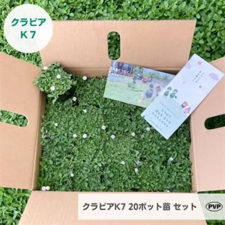 グランドカバー植物「クラピアK7」20ポット苗セット【お申込書返信後、ご希望日に合わせて発送】【1339002】