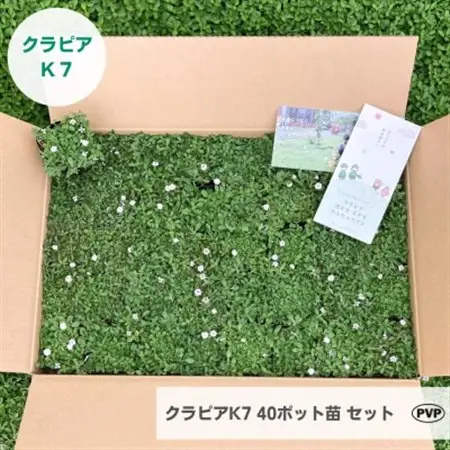グランドカバー植物「クラピアK7」40ポット苗セット【お申込書返信後、ご希望日に合わせて発送】【1339009】