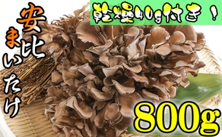 【早期予約 2026年9月発送開始予定】 生まいたけ 丸ごと一株 約800g・乾燥まいたけ 20g×2 【安比まいたけ】 ／ 生 まいたけ 舞茸 マイタケ 乾燥 ドライ セット きのこ 茸 キノコ 国産 岩手県産 乾燥 干し舞茸 出汁 だし 天ぷら てんぷら 味噌汁 みそ汁 炊込みご飯 お吸い物 おすすめ