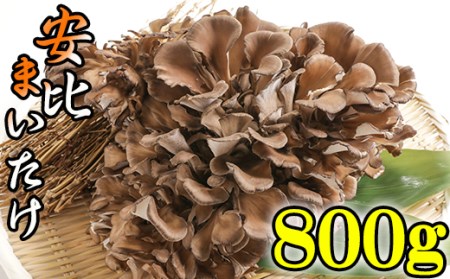 【早期予約 2026年9月発送開始予定】 生まいたけ 大株 約800g 【安比まいたけ】 ／ 生 まいたけ 安比 舞茸 マイタケ 国産 岩手県産 きのこ キノコ 茸 野菜 一株 炊き込みご飯 炊込みご飯 天ぷら てんぷら 味噌汁 みそ汁 煮物 お鍋 鍋 すきやき すき焼き ソテー 炒めもの パスタ おすすめ