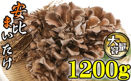 【早期予約 2026年9月発送開始予定】 生まいたけ 大株 約1200g 【安比まいたけ】 ／ 生 まいたけ 安比 舞茸 マイタケ 国産 岩手県産 きのこ キノコ 茸 野菜 一株 炊き込みご飯 炊込みご飯 天ぷら てんぷら 味噌汁 みそ汁 煮物 お鍋 鍋 すきやき すき焼き ソテー 炒めもの パスタ おすすめ