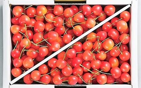 さくらんぼ（佐藤錦）１ｋｇ　ご家庭用　0060-2605