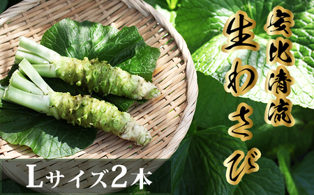 岩手県産 生わさび (Lサイズ) 1本70g以上のもの確約 2本セット 【安比清流山葵園】 ／ 山葵 ワサビ わさび 薬味 国産 八幡平市産 産地直送 新鮮 調味料 辛味 肉の薬味 魚の薬味 そばの薬味 お蕎麦 和食 お寿司 おすすめ オススメ