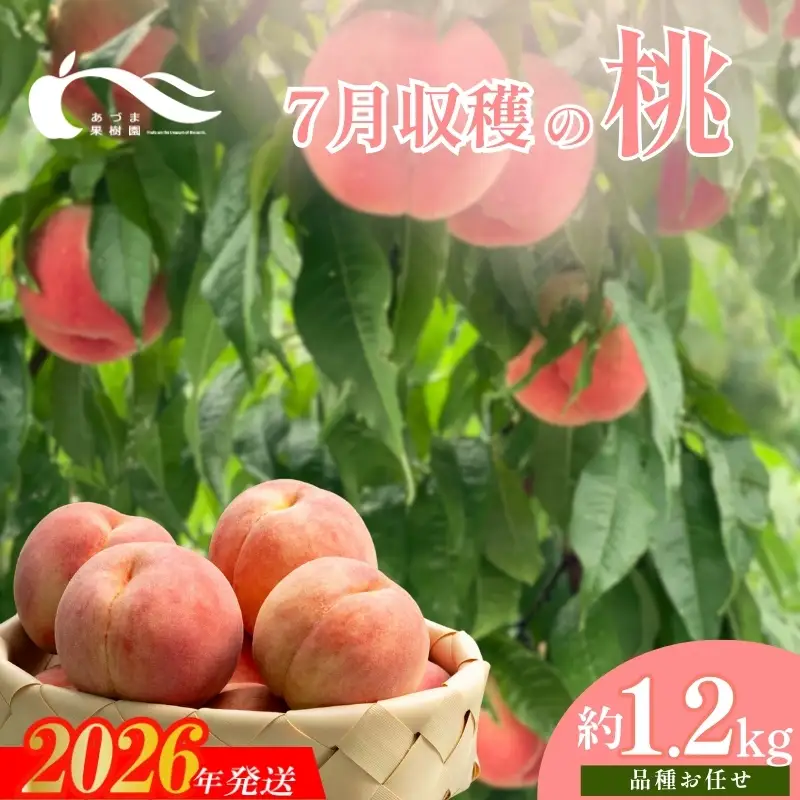 No.2327もも　7月収穫の桃　約1.2kg【2026年発送】