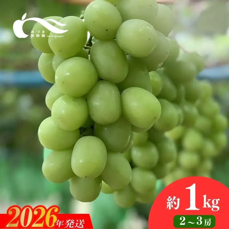 No.2331ぶどう（シャインマスカット）（約1kg）【2026年発送】