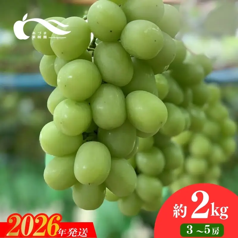 No.2334ぶどう（シャインマスカット）（約2kg）【2026年発送】