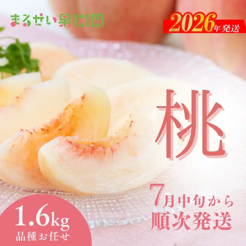 No.2368まるせい果樹園　桃品種お任せ約1.6kg【2026年発送】