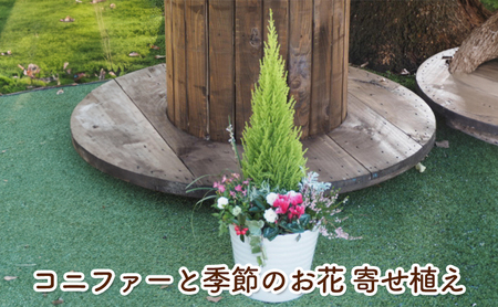コニファーと季節のお花 寄せ植え 植物 インテリア ガーデン 