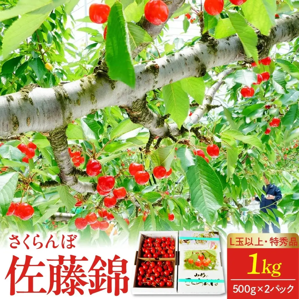 さくらんぼ（佐藤錦）１ｋｇ（５００ｇ×２パック）　特秀品　Ｌ玉以上　0012-2609