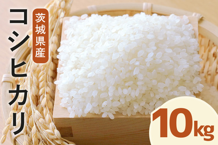令和7年度産 常陸牛農家が育てるコシヒカリ 10kg 米 お米 白米 こめ 精米 取り寄せ 特産 ごはん ご飯 コメ お取り寄せ ギフト 贈り物 お弁当 弁当 おにぎり ふっくら ツヤツヤ 甘い 農家直送 産地直送 国産 茨城県産 A31-002
