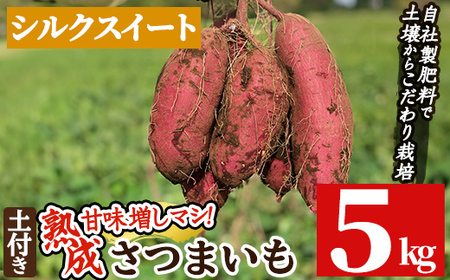 a845-A 鹿児島県産さつまいもシルクスイート土付き5kg(生芋)【コウエイ環境】