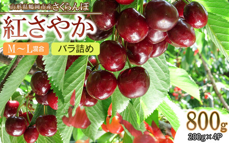 【令和8年産先行予約】 鶴岡市産 さくらんぼ　紅さやか　M～Lサイズ　フードパック詰800g　(200g×4) 　【五十嵐　茂也】