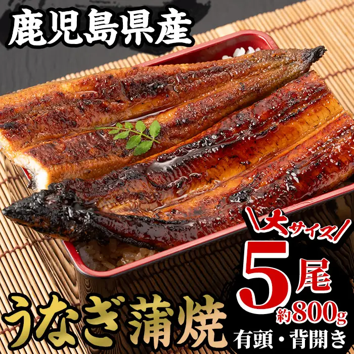 鹿児島県産 うなぎ 蒲焼 ５尾 大 うなぎ【00-025-13】