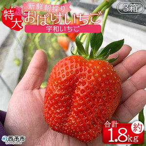 農家厳選 新鮮朝採り 宇和いちご 特大サイズ おばけいちご 3箱（約1.8 