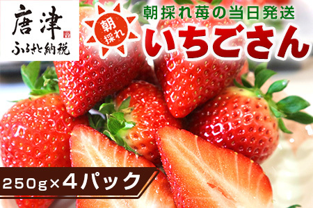 『先行予約』【令和9年3月より順次発送】唐津産 いちごさん 約250g×4パック(合計約1kg) 